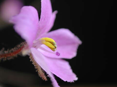 Image of Byblis filifolia Planch.