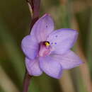 Image of Thelymitra ixioides Sw.