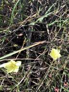 Imagem de Xenostegia tridentata subsp. angustifolia (Jacq.) J. Lejoly & S. Lisowski