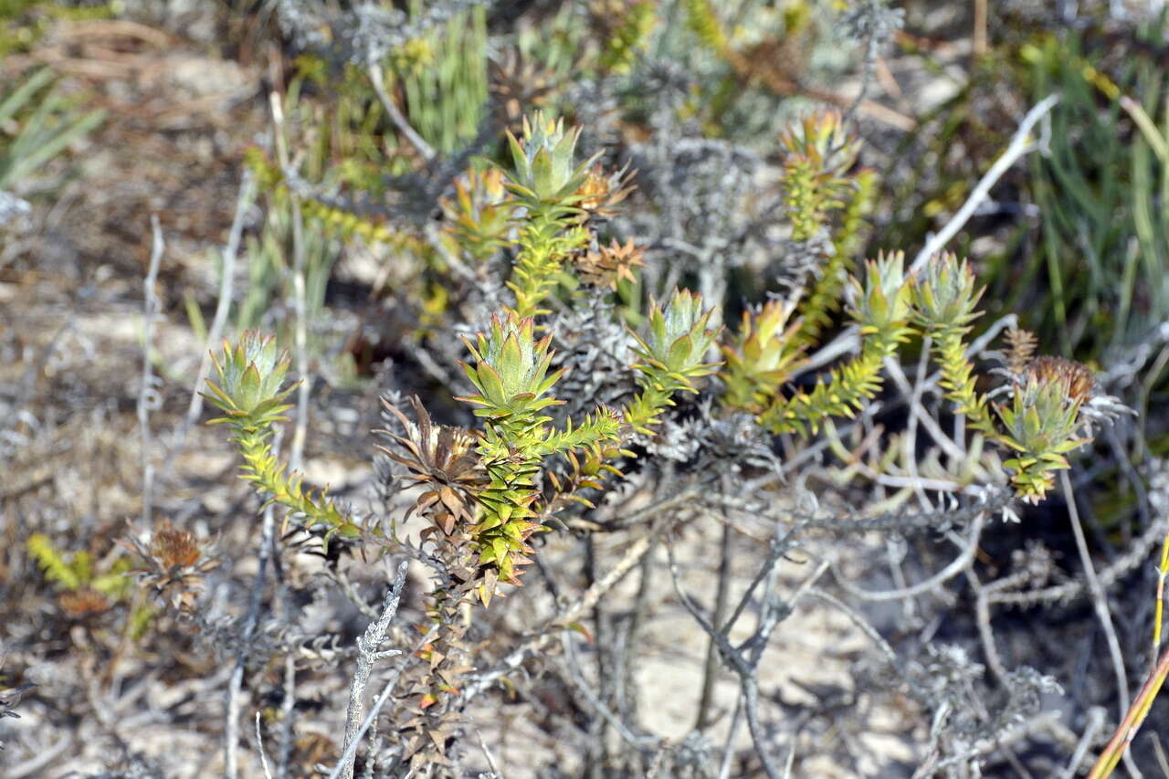 Image of Oedera imbricata Lam.