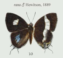 Image of Horaga onyx (Moore (1858))