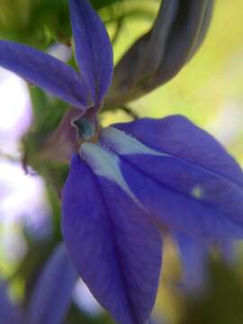 Image of Lobelia apalachicolensis D. D. Spauld., Barger & H. E. Horne