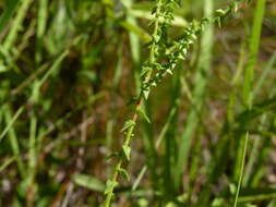 Image of Walter's aster