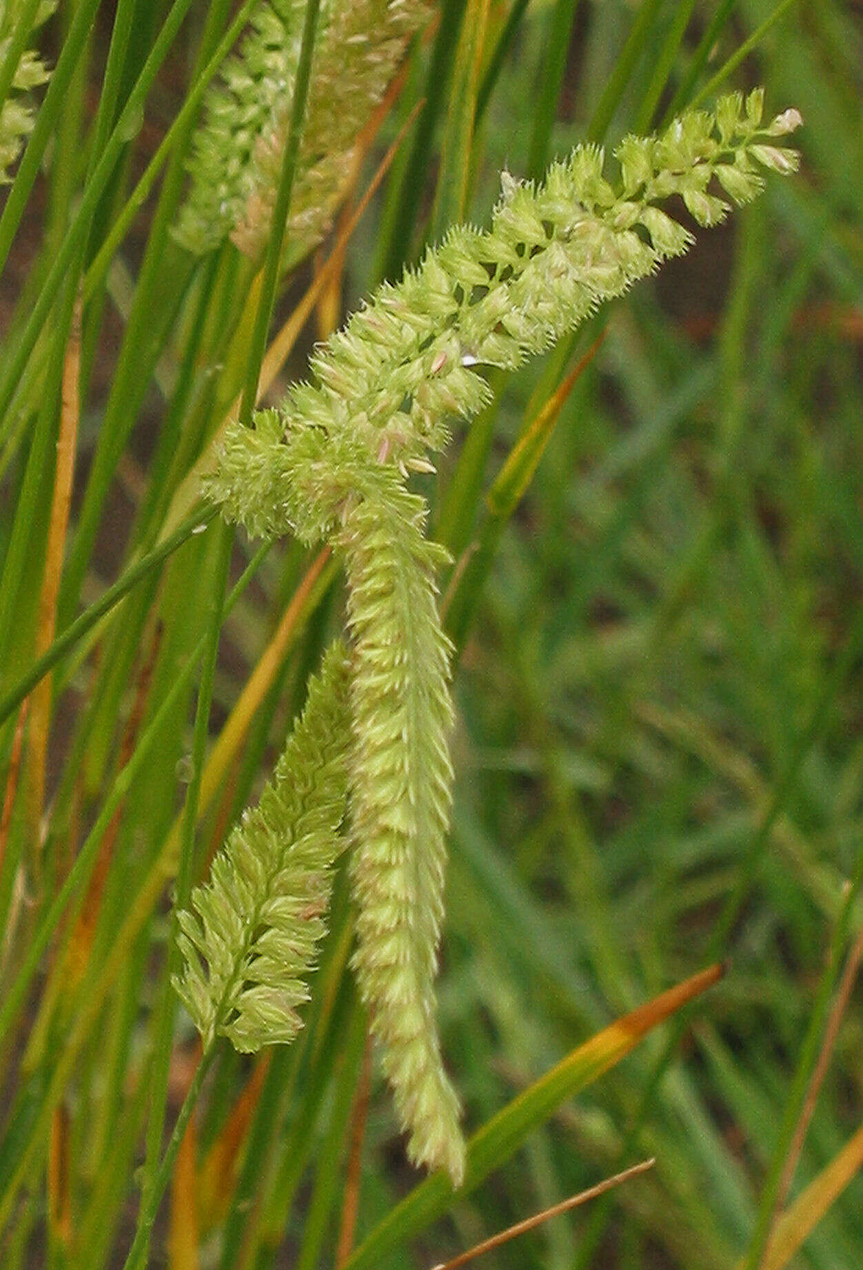 Cynosurus cristatus L. resmi