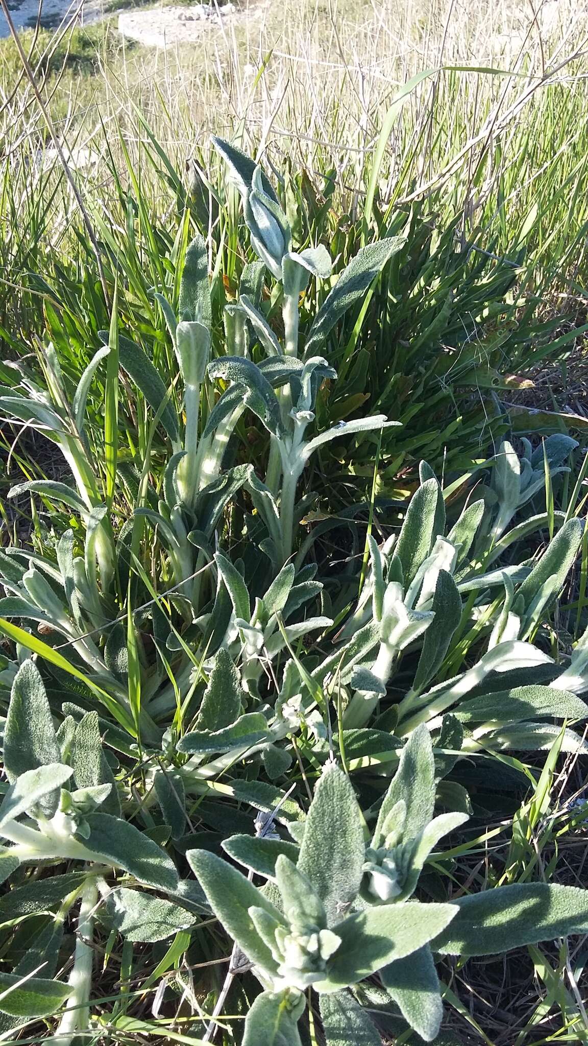 Image of Stachys cretica L.