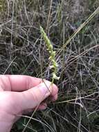 Spiranthes brevilabris var. floridana (Wherry) Luer resmi