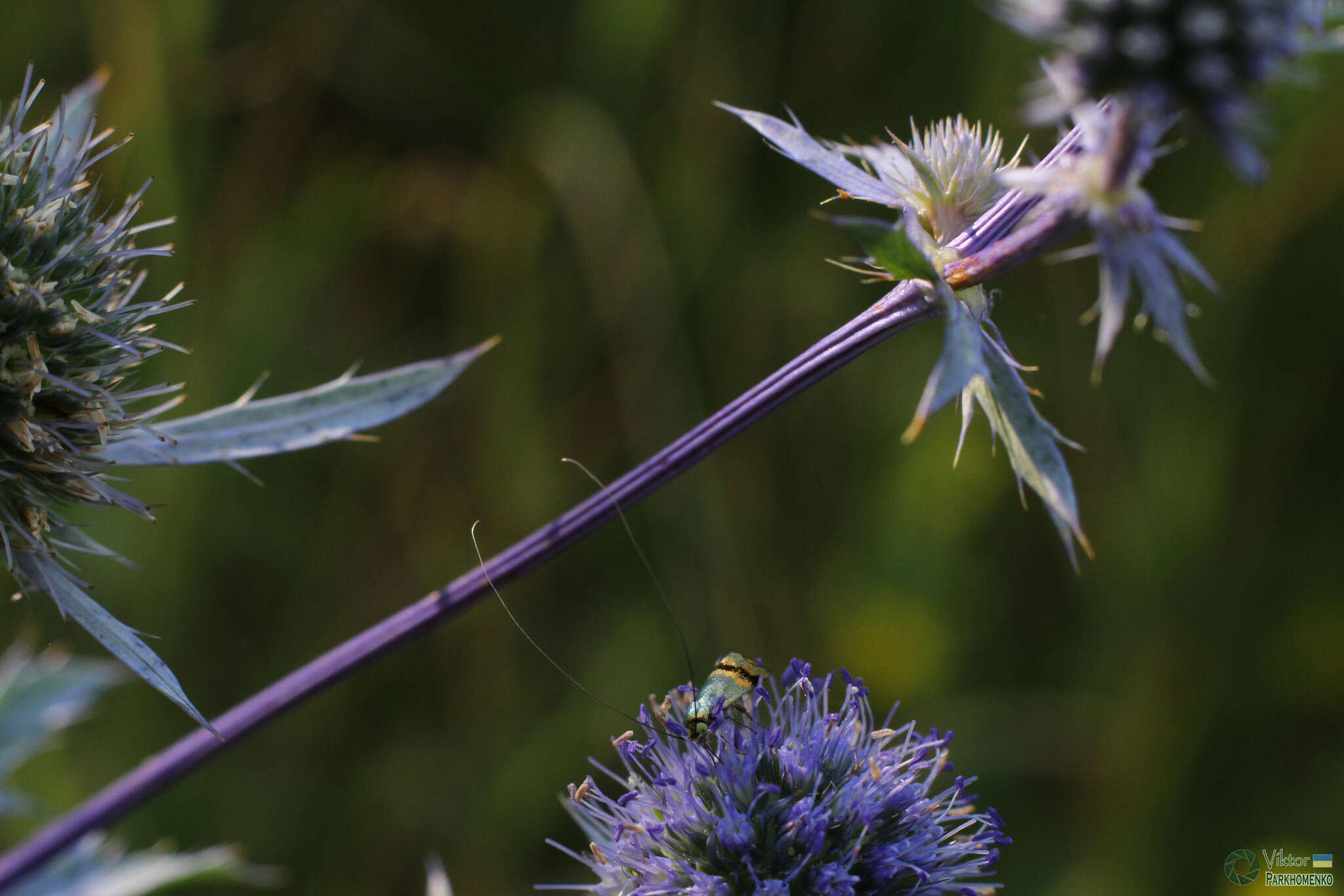 Imagem de Nemophora dumerilella (Duponchel 1839)