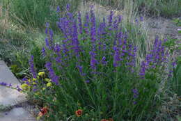 Image of Rocky Mountain penstemon