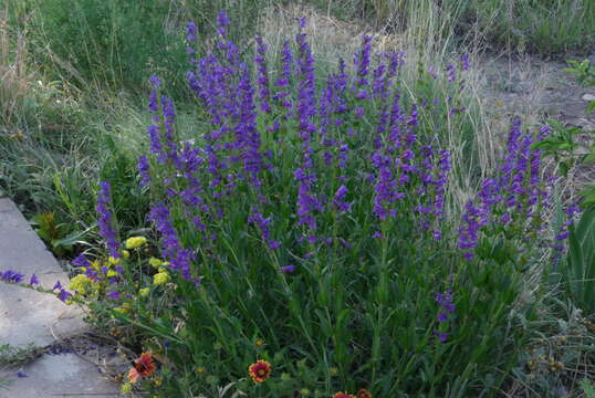 Image of Rocky Mountain penstemon