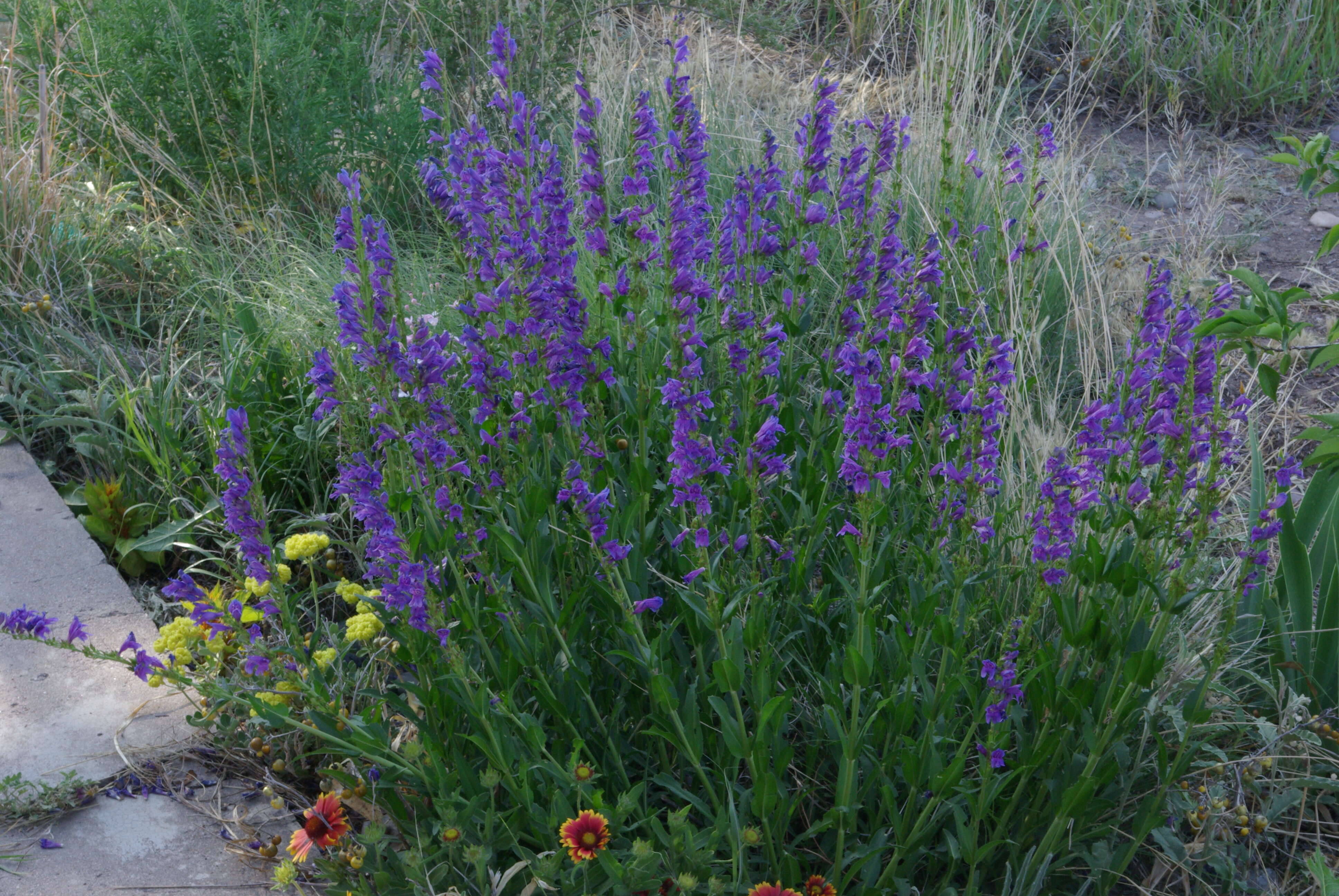 Image of Rocky Mountain penstemon