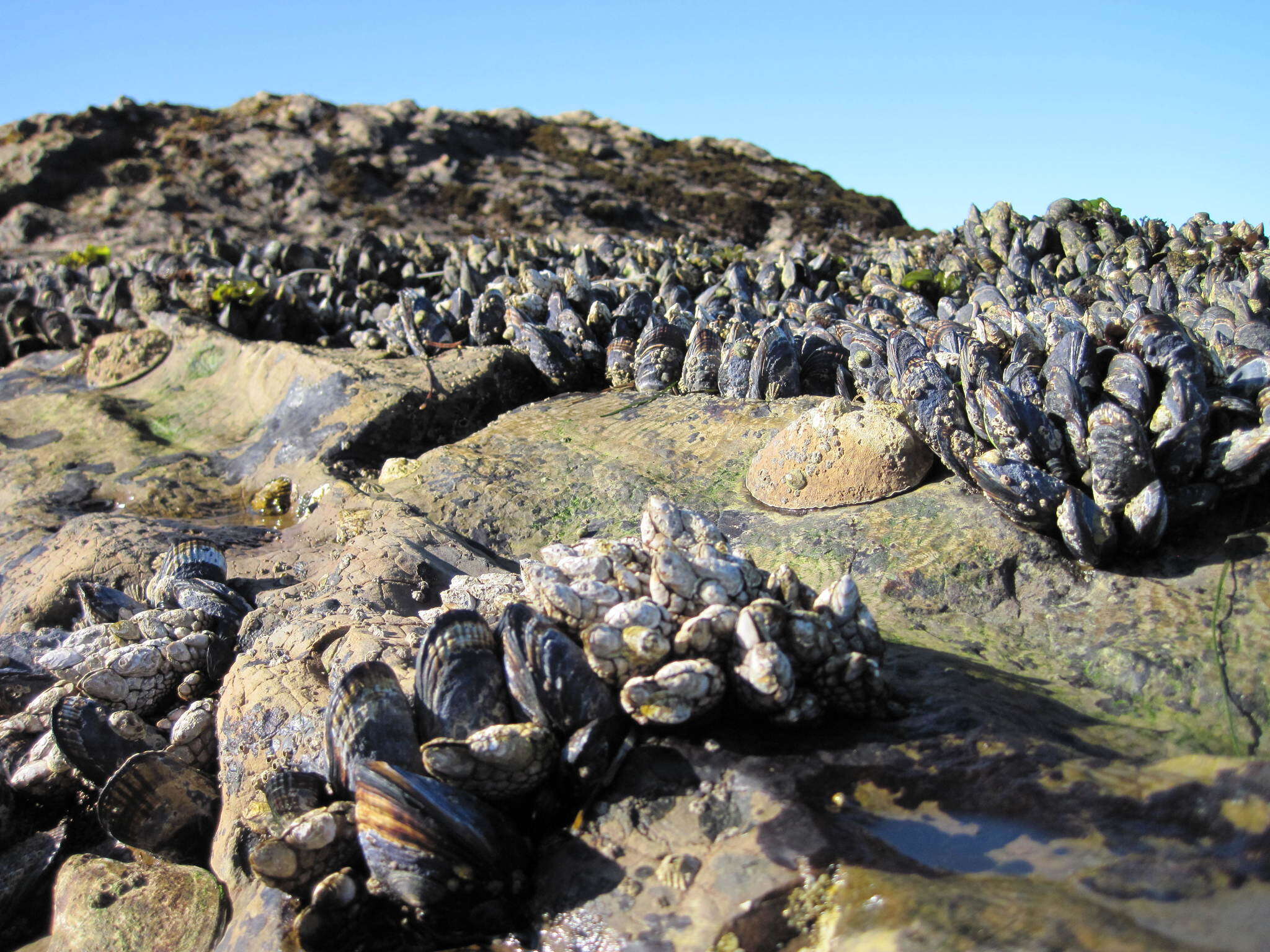 Image of goose-necked barnacle