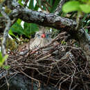 Cariama cristata (Linnaeus 1766) resmi