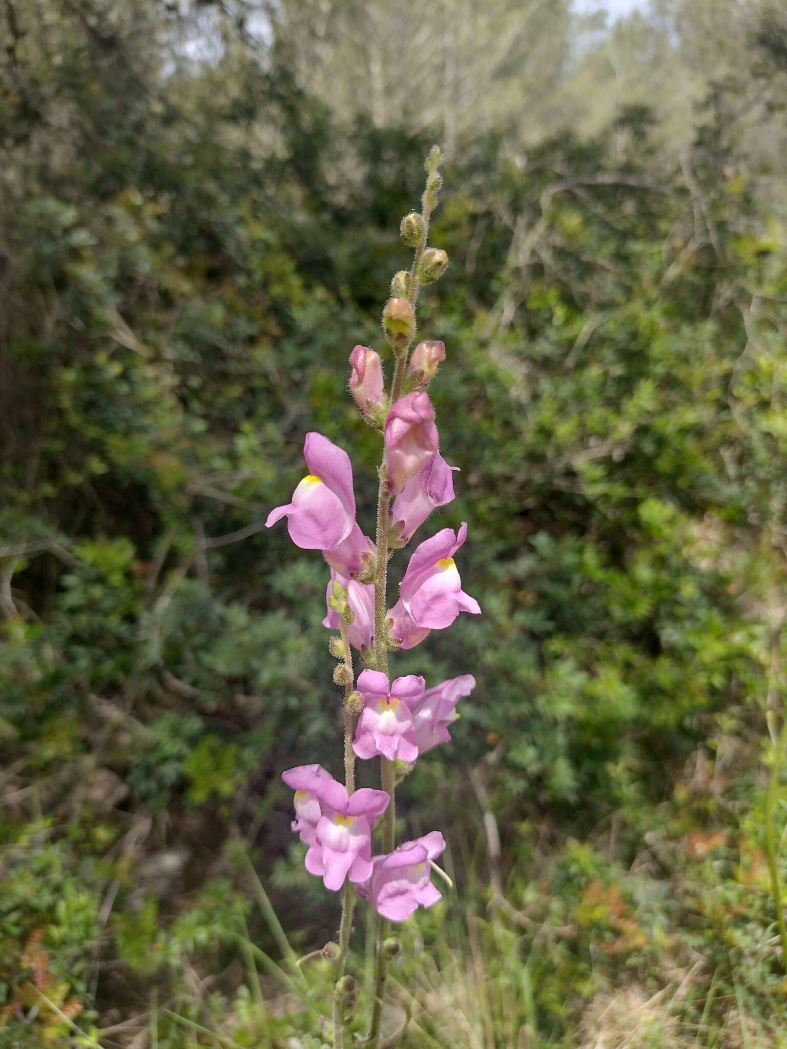 Image of Antirrhinum litigiosum Pau