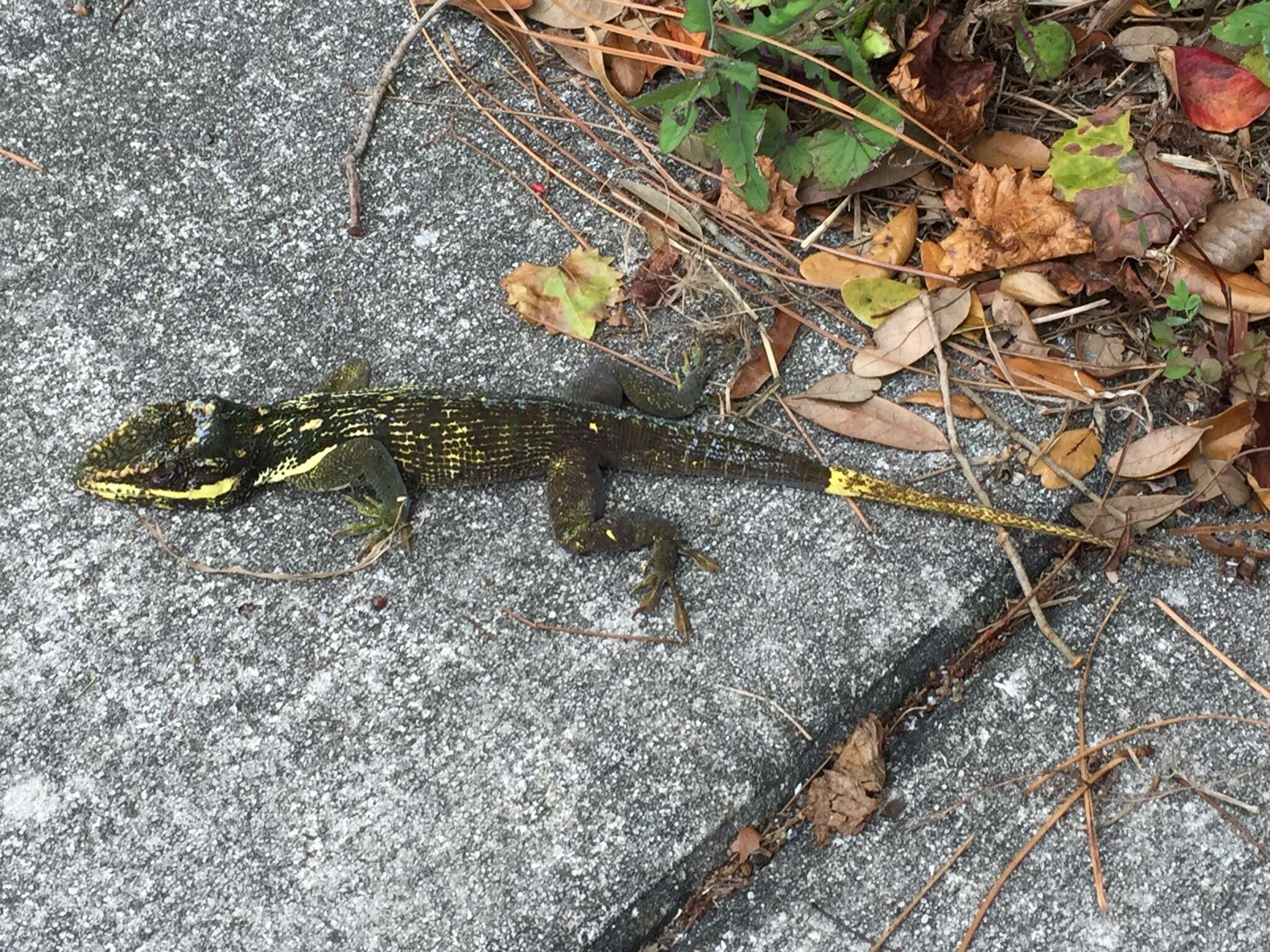 Image of Cuban Giant Anole