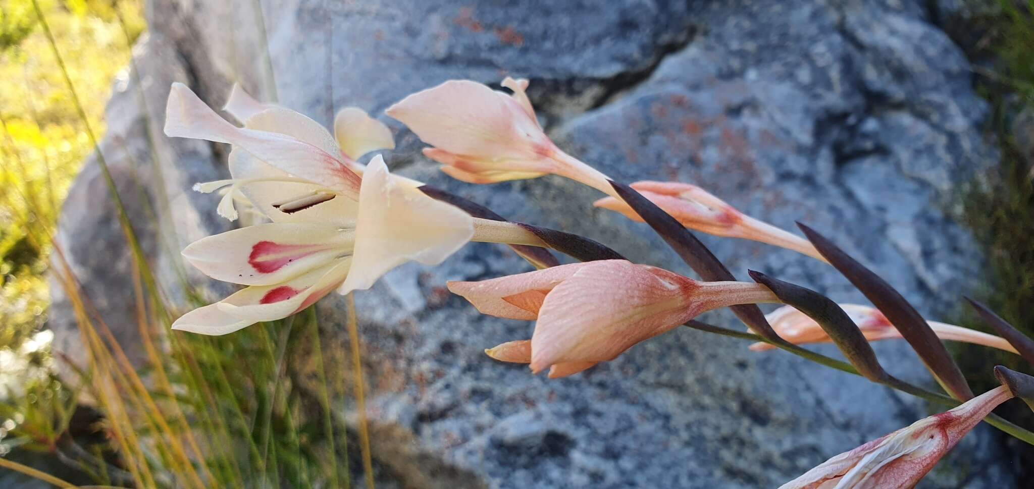 Plancia ëd Gladiolus angustus L.