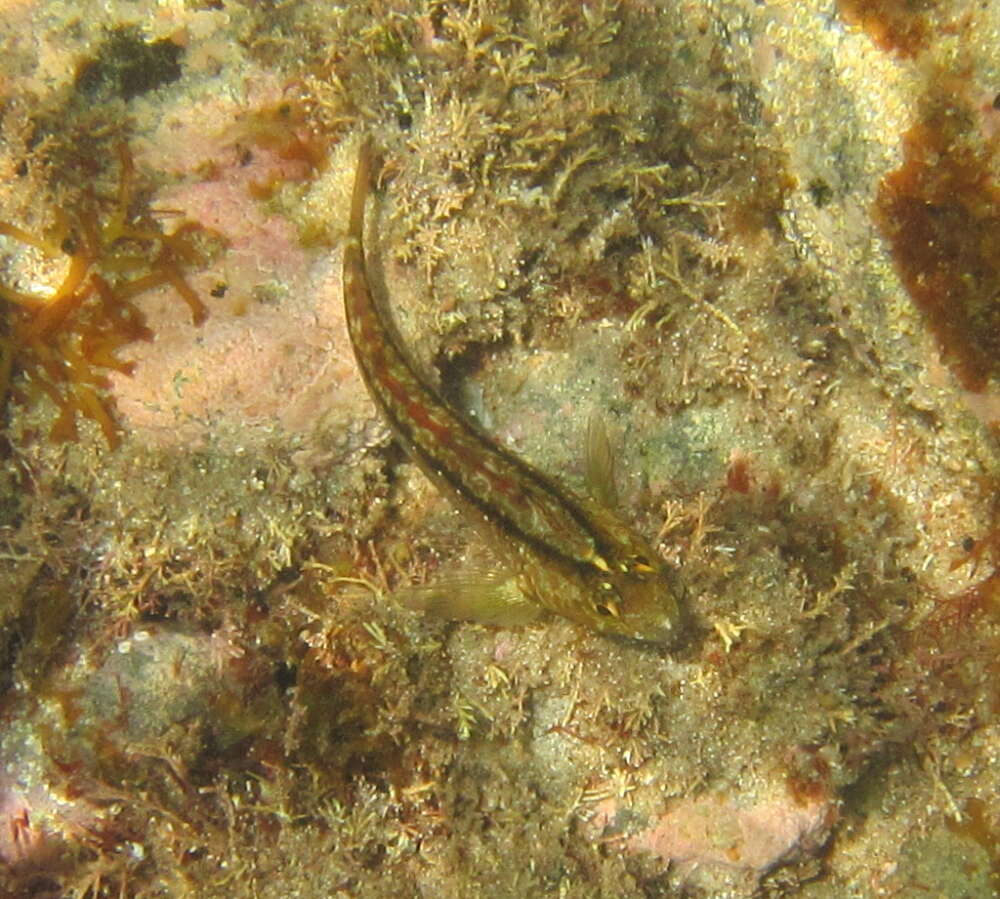 Image of Common Triplefin