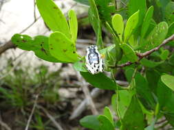 Image de Heterixalus variabilis (Ahl 1930)