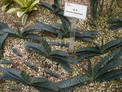 Image of Gasteria nitida var. armstrongii (Schönland) van Jaarsv.