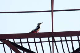 Image of White-winged Woodpecker