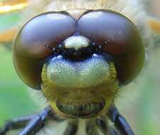 Image of Four-spotted Chaser