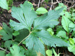 Image of tall thimbleweed