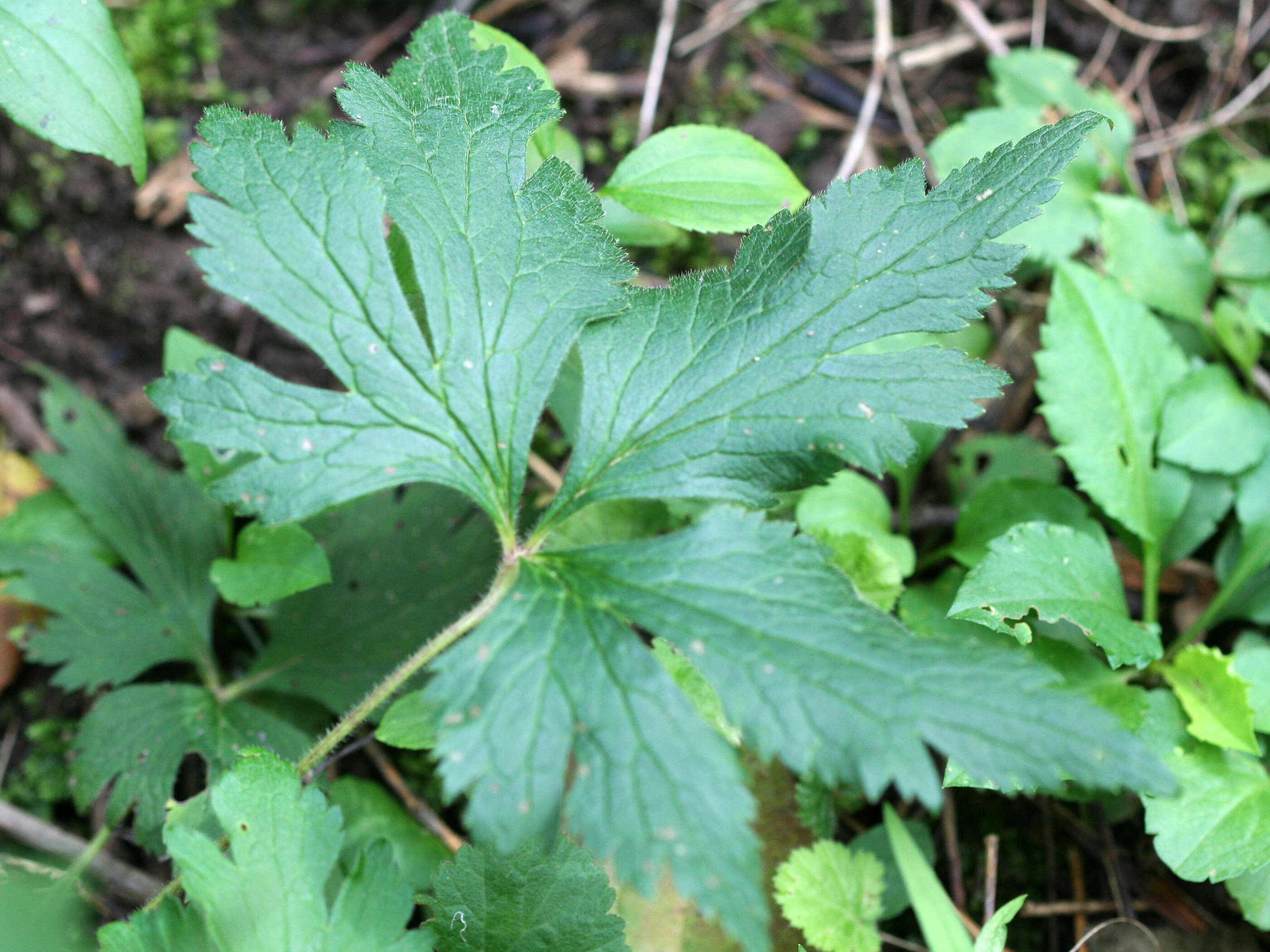 Image of tall thimbleweed