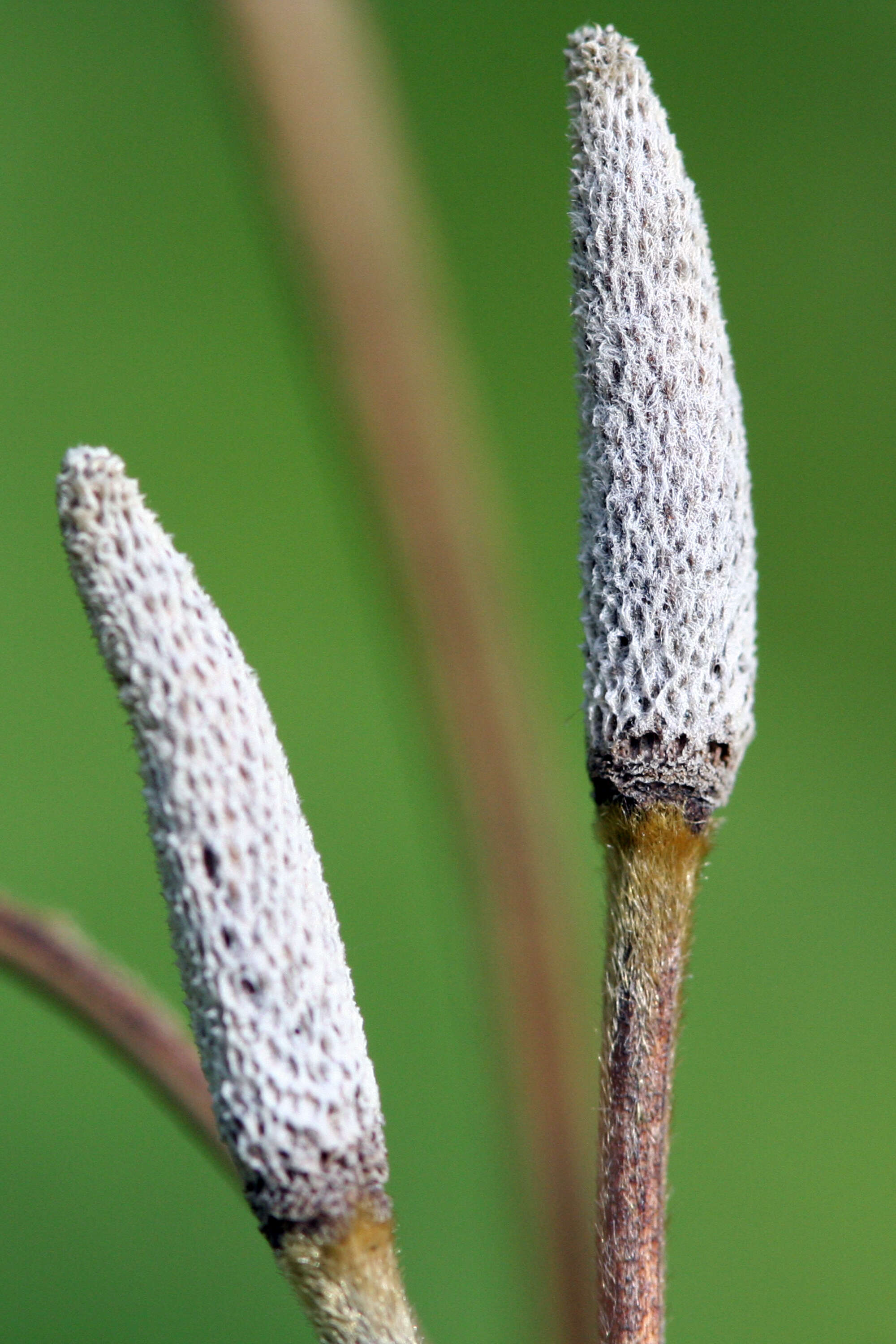 Image of tall thimbleweed