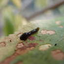 Imagem de Caliroa cerasi (Linnaeus)