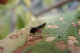 Image of Cherry slug