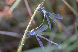 Image of Dark Spreadwing