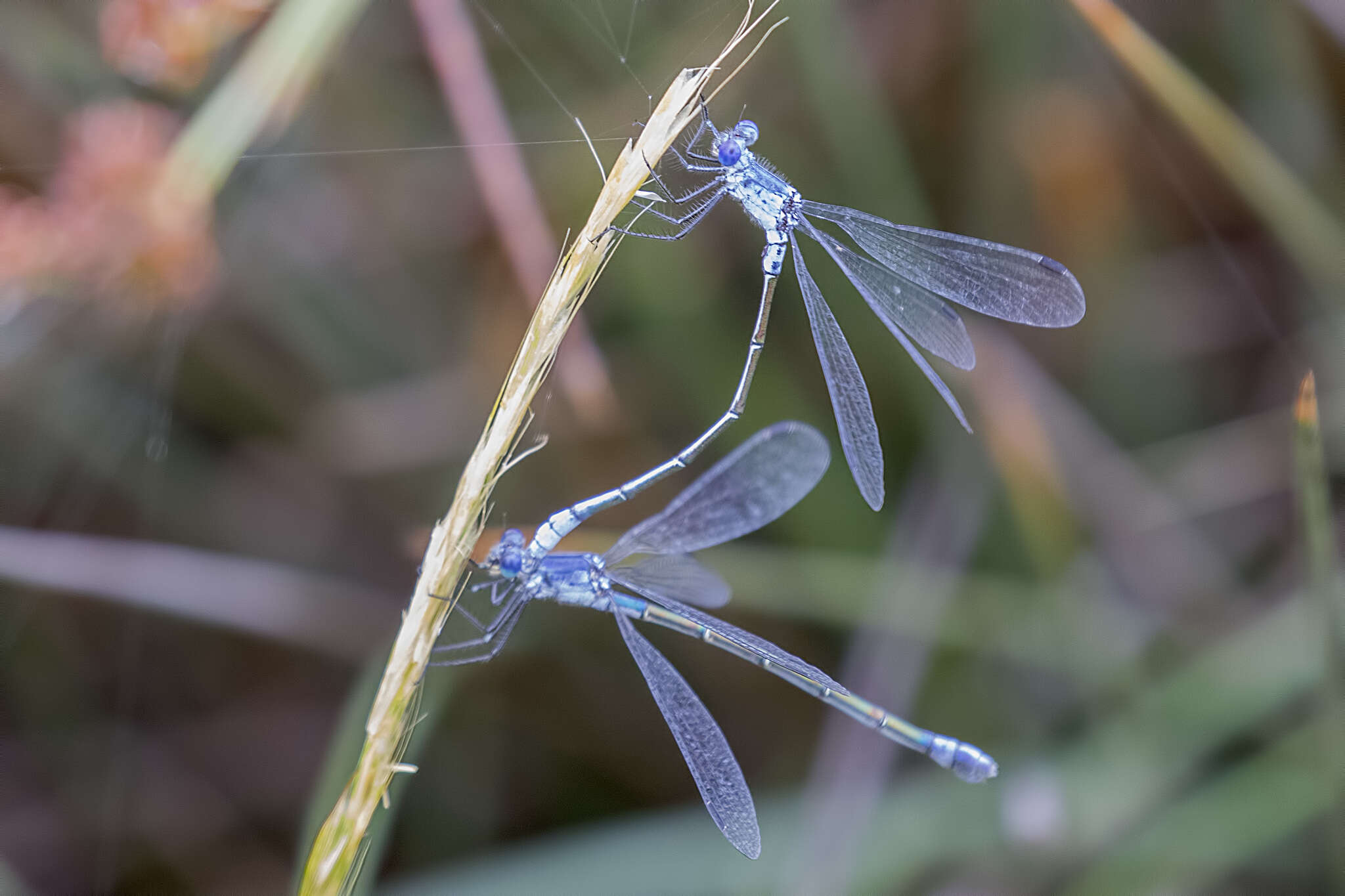 Image of Dark Emerald Damselfly