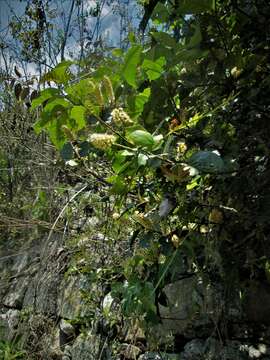 Imagem de Prunus brittoniana Rusby