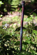 Image of tall thimbleweed