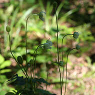 Image of tall thimbleweed