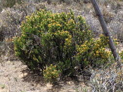 Image de Pteronia tricephala DC.