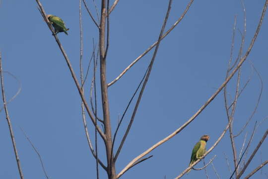 Image of Moustached Parakeet