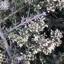 صورة Colletia hystrix Clos