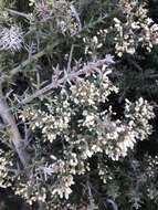 صورة Colletia hystrix Clos