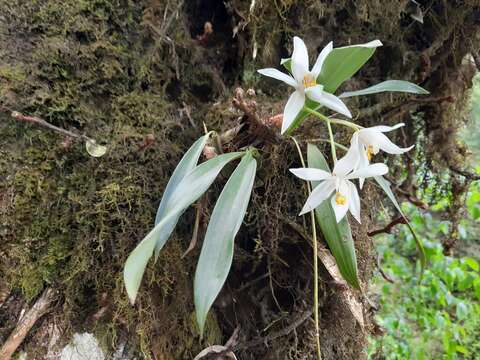 Image of Coelogyne nitida (Wall. ex D. Don) Lindl.