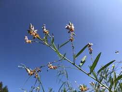 Imagem de Codariocalyx motorius (Houtt.) H. Ohashi