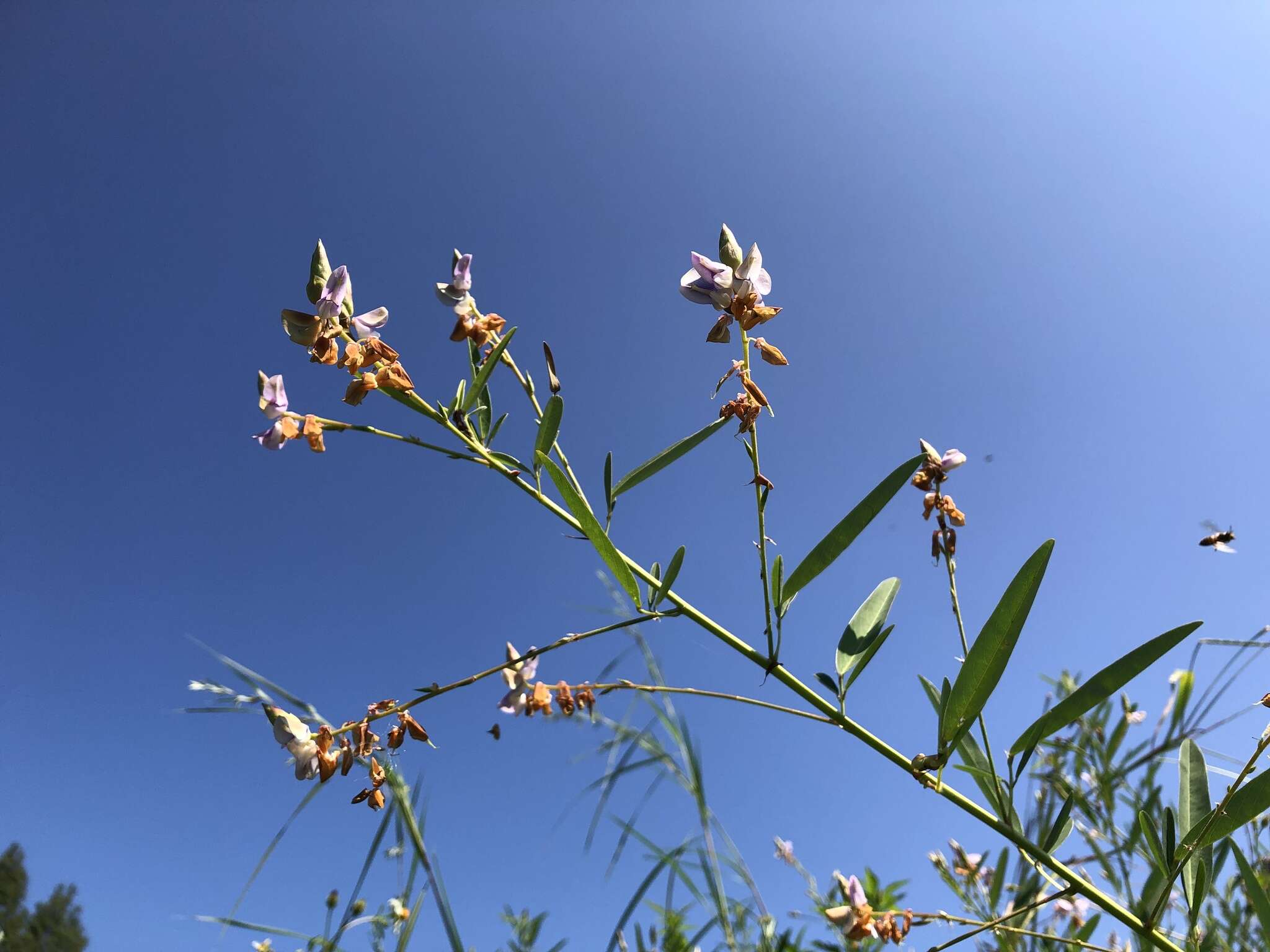 Imagem de Codariocalyx motorius (Houtt.) H. Ohashi