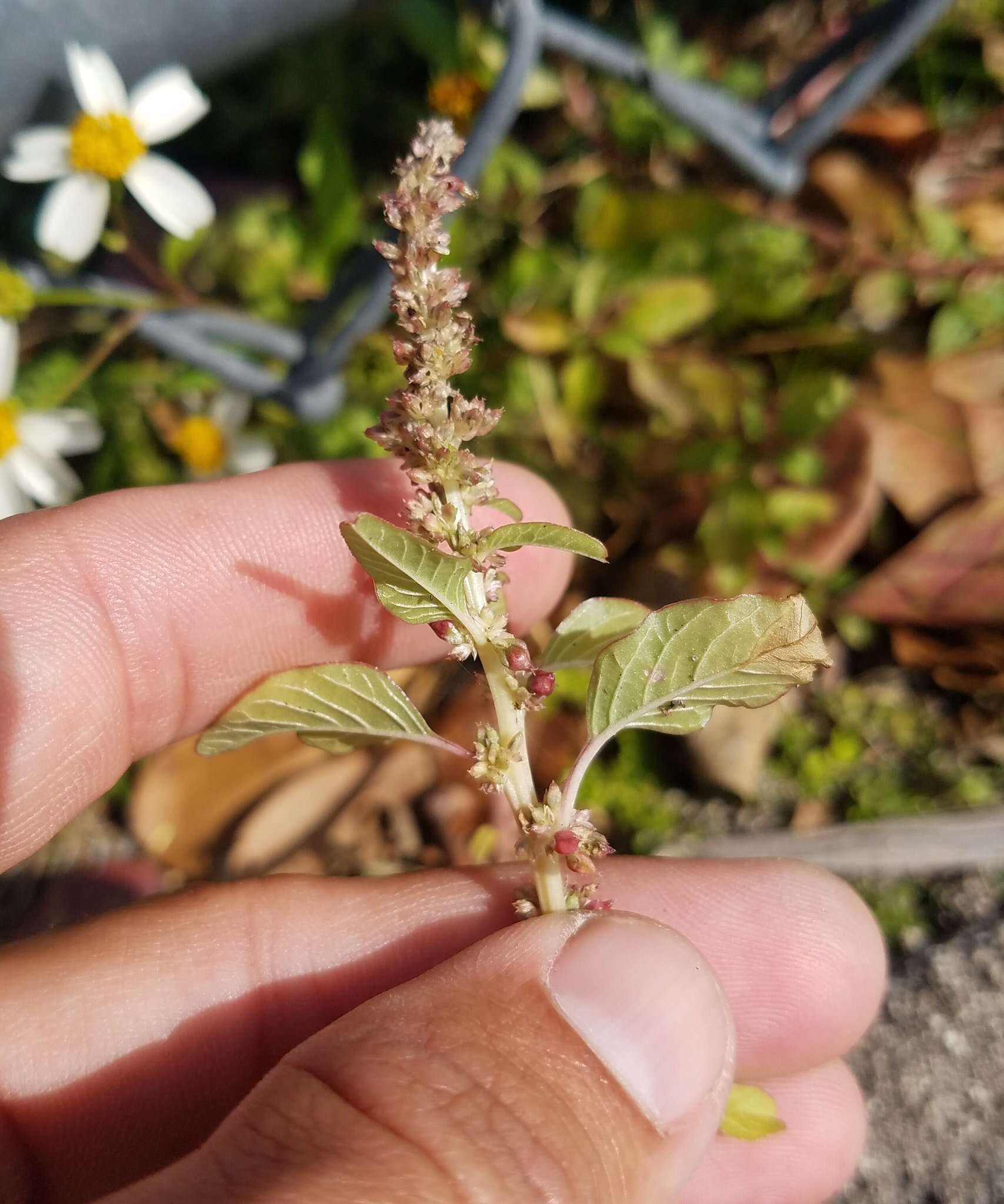 Image of Amaranthus emarginatus subsp. emarginatus