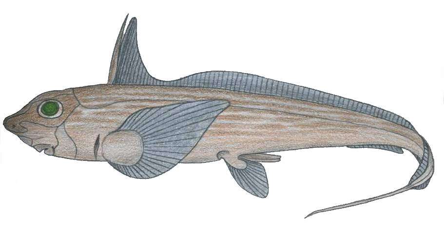 Imagem de Chimaera monstrosa Linnaeus 1758