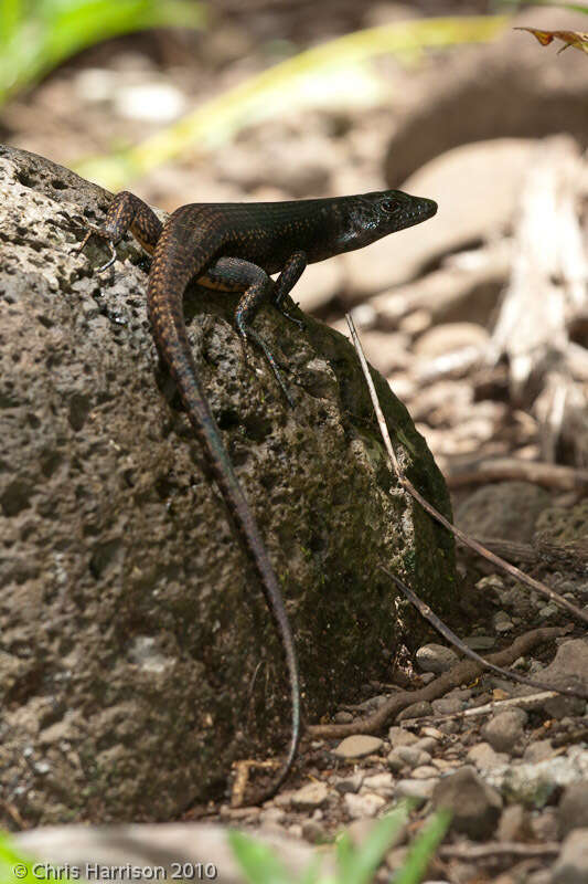 Image of Black Emo Skink