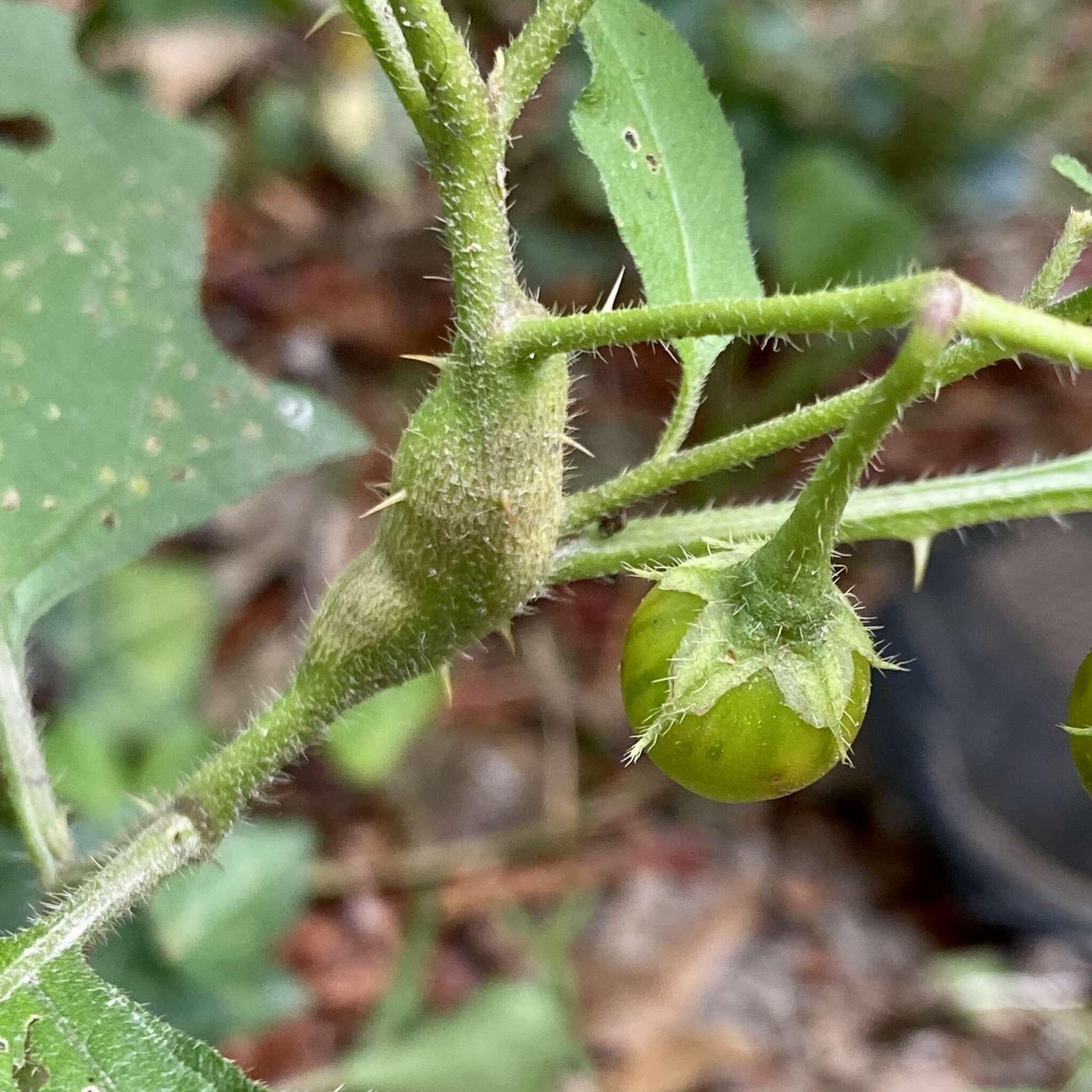 Image of Lasioptera solani (Felt 1907)