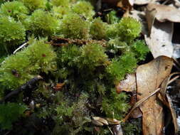 Image of pale bog-moss