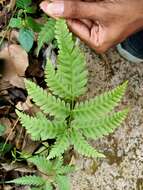 Plancia ëd Pteris biaurita L.