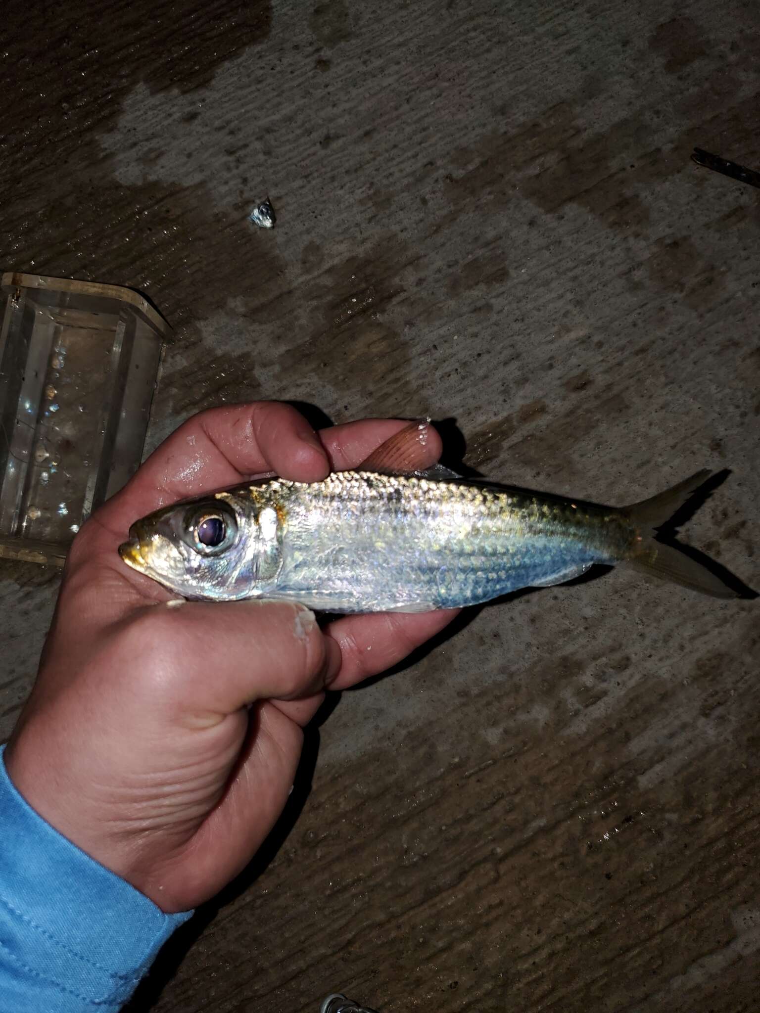 Image of Loose-scaled sardine