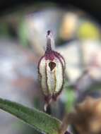 Image of apetalous catchfly