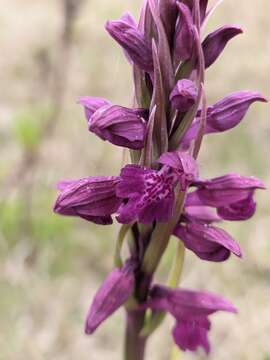 Image of Anacamptis timbali (Velen.) H. Kretzschmar, Eccarius & H. Dietr.